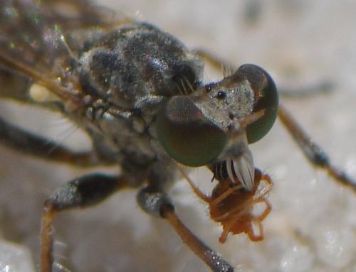 Réf. 285 684 : Stichopogon sp.
